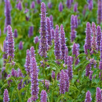 Patchouli