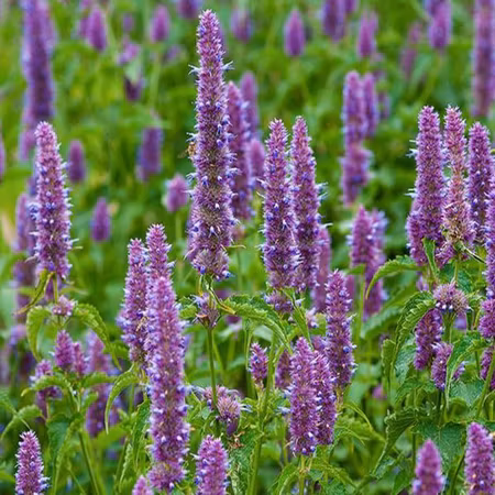 Patchouli