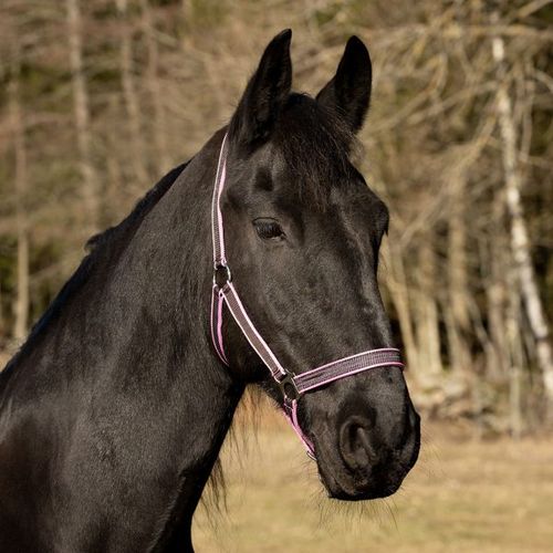 Globus Grimma Oliver