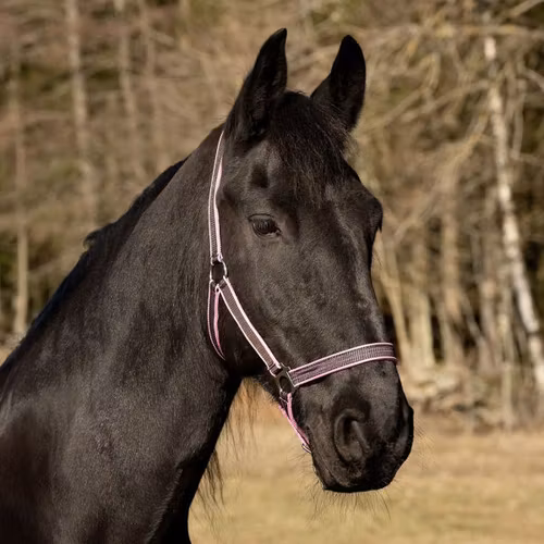 Globus Grimma Oliver