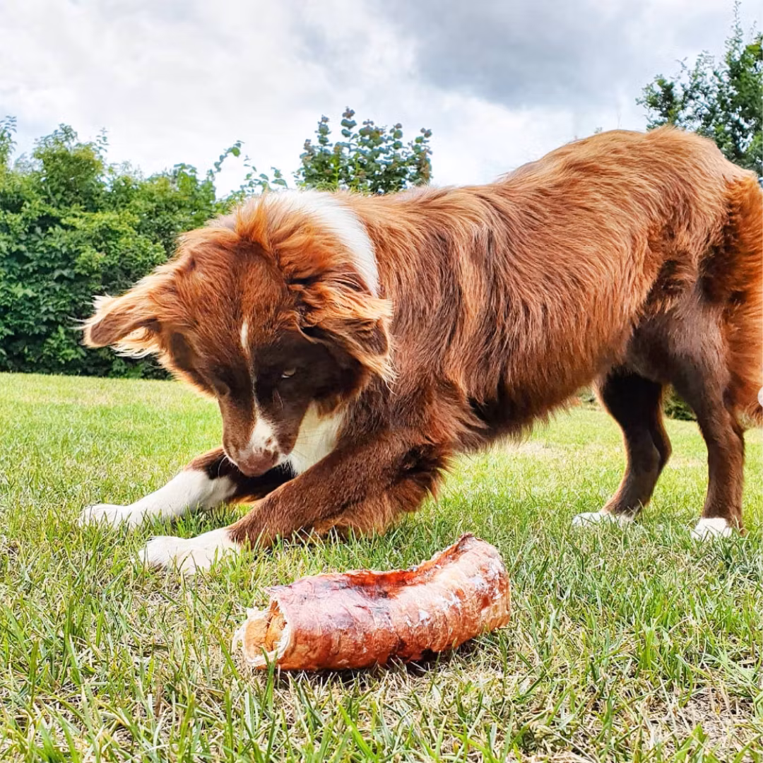 Butik Hundlekiset > Hundtugg