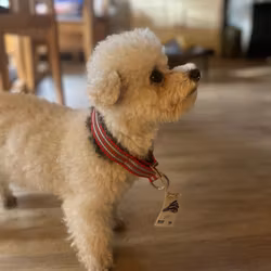 Metizo Halsband, fodrad halvstryp