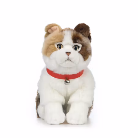 Living nature- Scottish Fold Cat/gosedjur