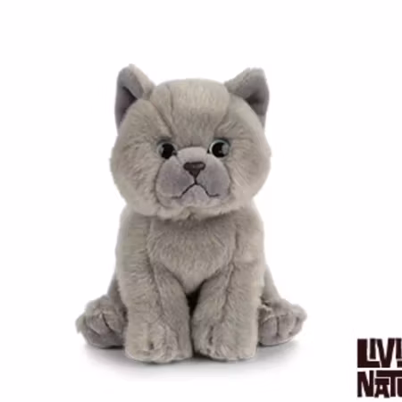 Living nature- British Grey Shorthair Kitten/gosedjur.