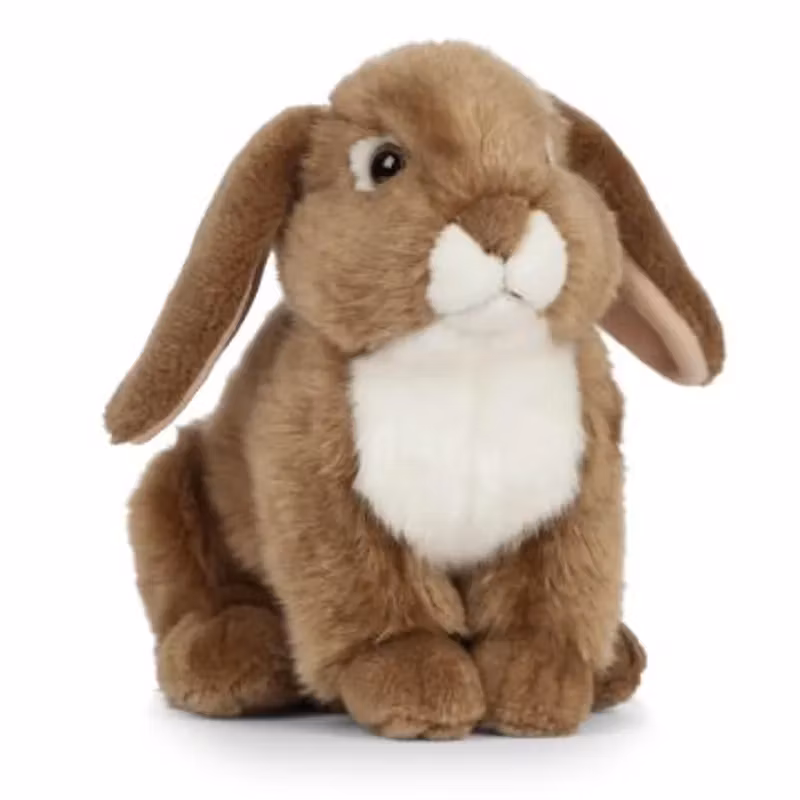 Living nature- Brown French Lop Eared Rabbit/gosedjur