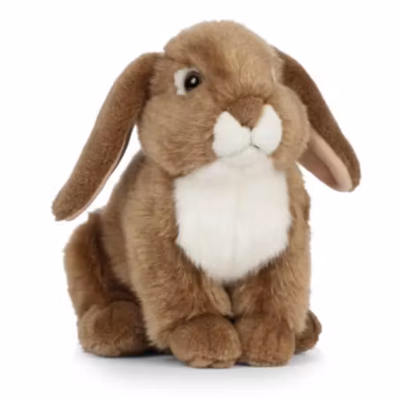 Living nature- Brown French Lop Eared Rabbit/gosedjur