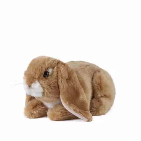 Living nature- Brown Lop Eared Rabbit /gosedjur