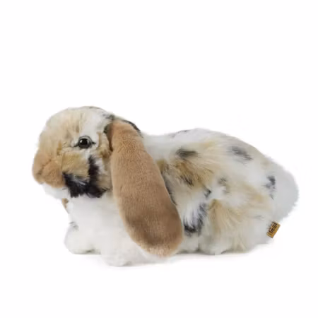 Living nature- Brown Dutch Lop Ear/gosedjur