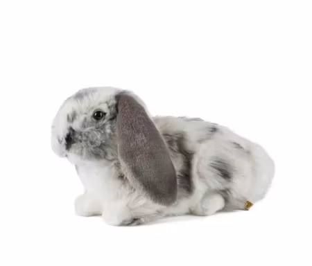 Living nature- Grey Dutch Lop Ear/gosedjur