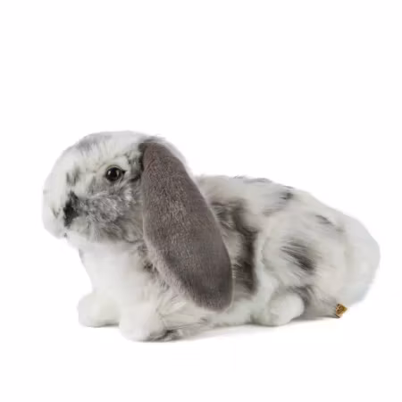 Living nature- Grey Dutch Lop Ear/gosedjur