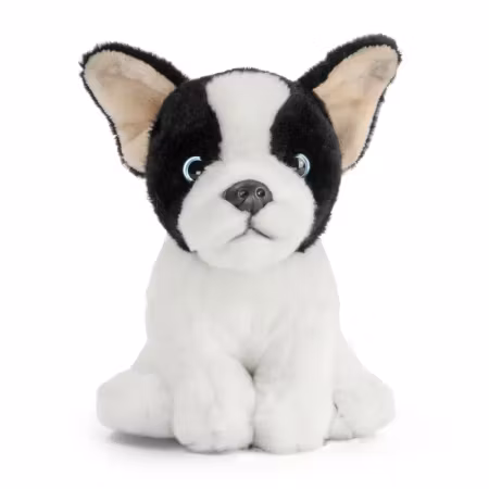 Living nature- French Bulldog Puppy Black and White/ gosedjur