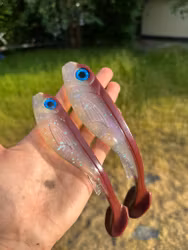 Flashback Week 2/100 "Breaking Shad"