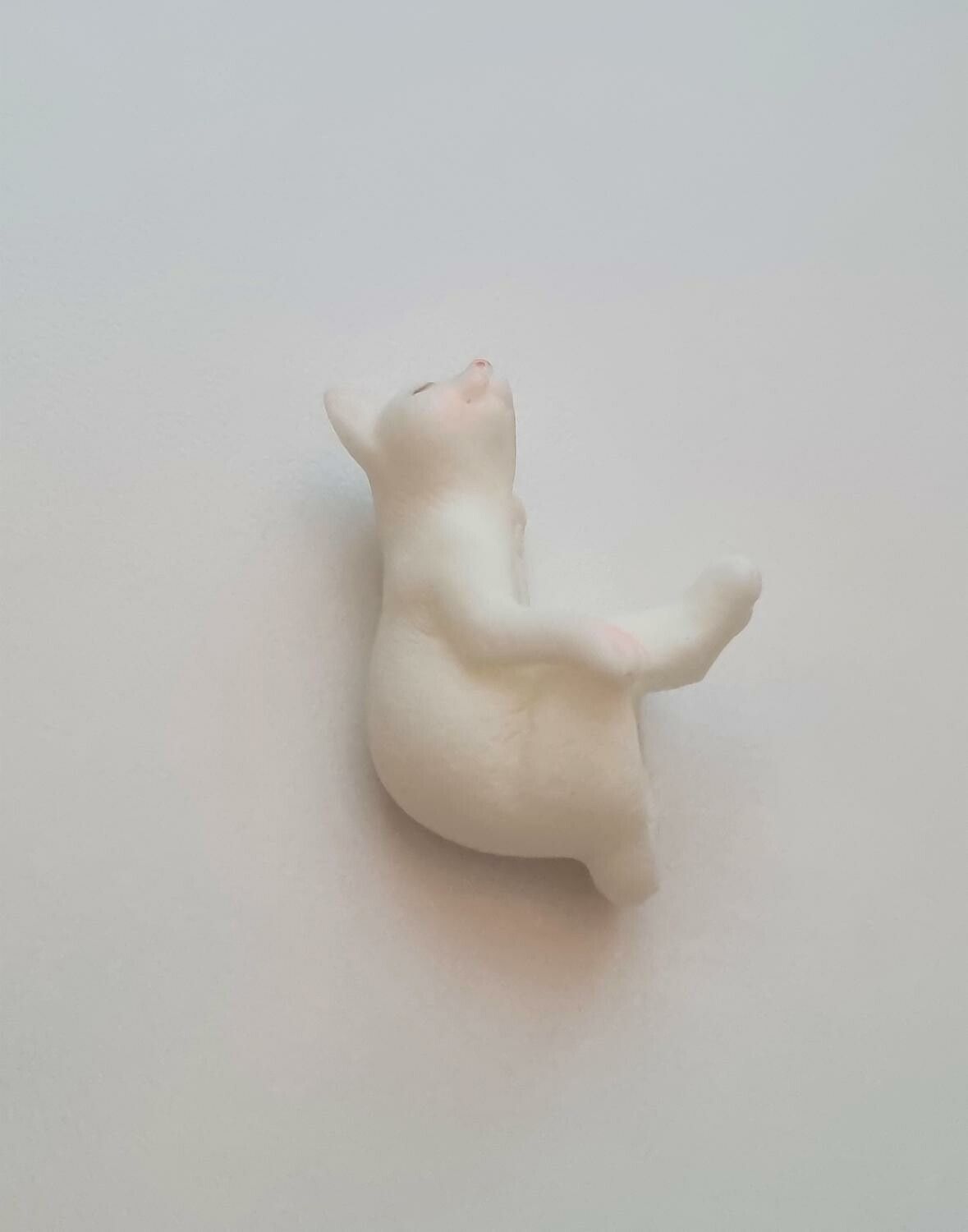 Katt miniatyr, miniatyrkatt, minikatt