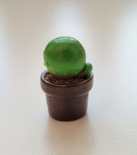 1 st kaktus, minikaktus, miniatyrer (2,5 cm hög)