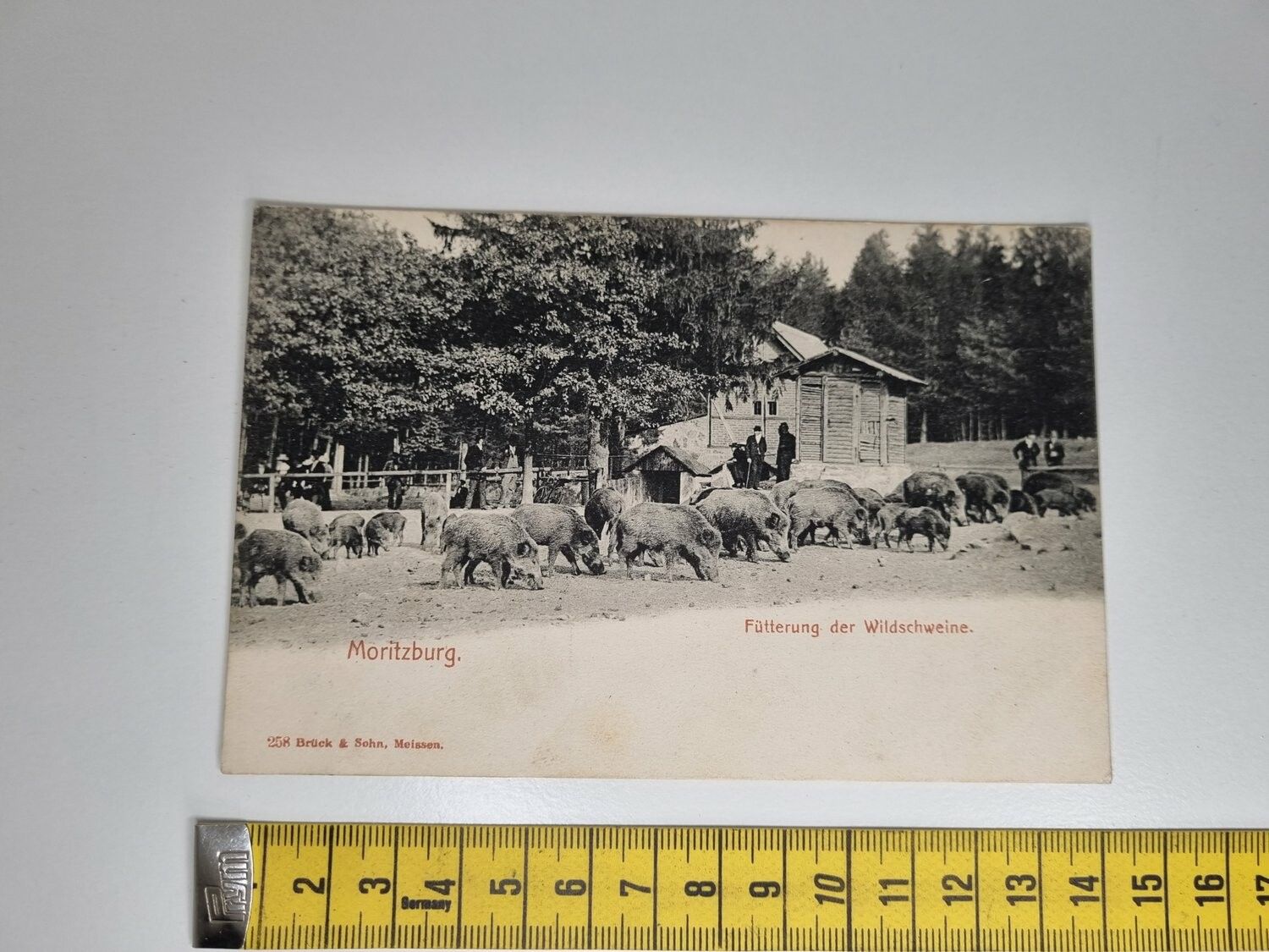 Äldre vykort. Moritzburg Fütterung der Wildschweine