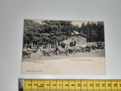 Äldre vykort. Moritzburg Fütterung der Wildschweine