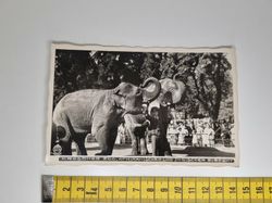 Äldre vykort. DRESDNER ZOO, AFRIKANISCHER UND INDISCHER ELEFANT