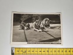 Äldre vykort. DRESDNER ZOO, FAMILIE PASCHA