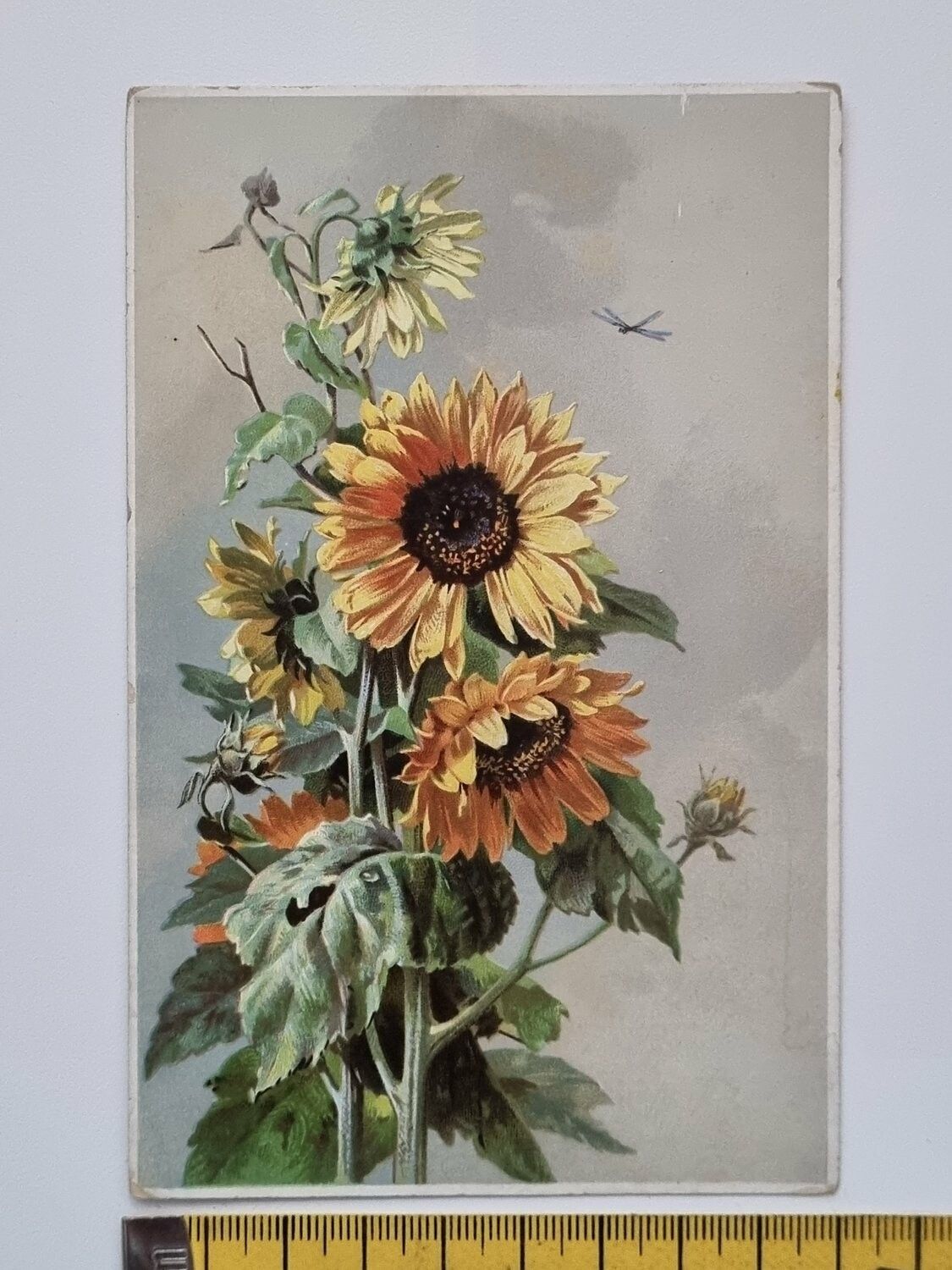 Äldre vykort, Solros
