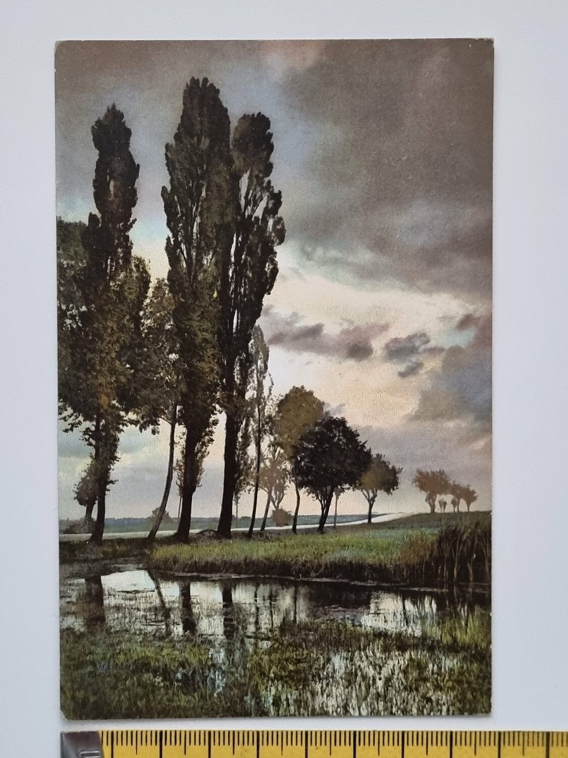 Äldre vykort, natur, träd