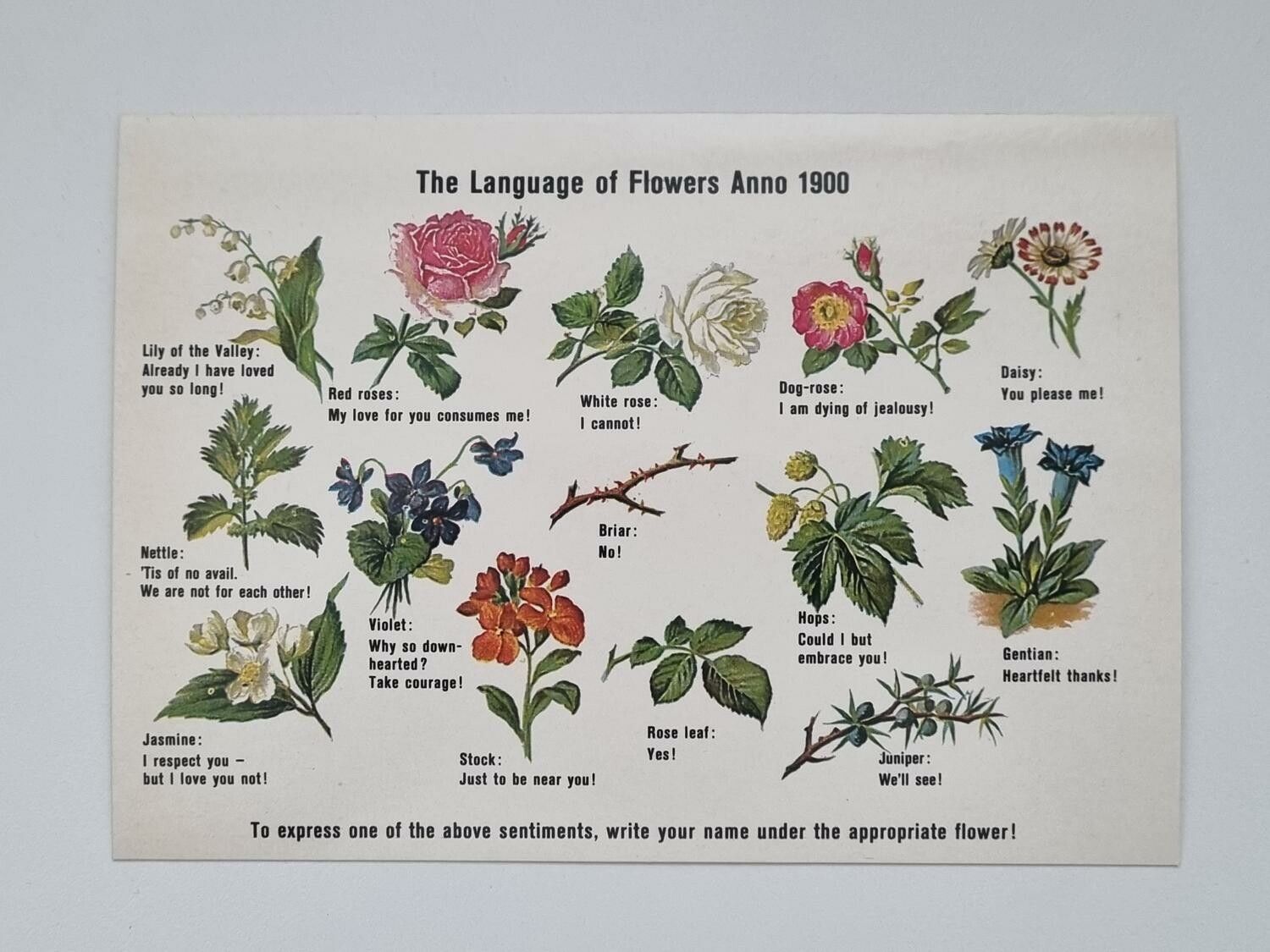 Vykort - The language of Flowers Anno 1900