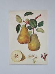 Vykort - Päron, The D'Auch Pear
