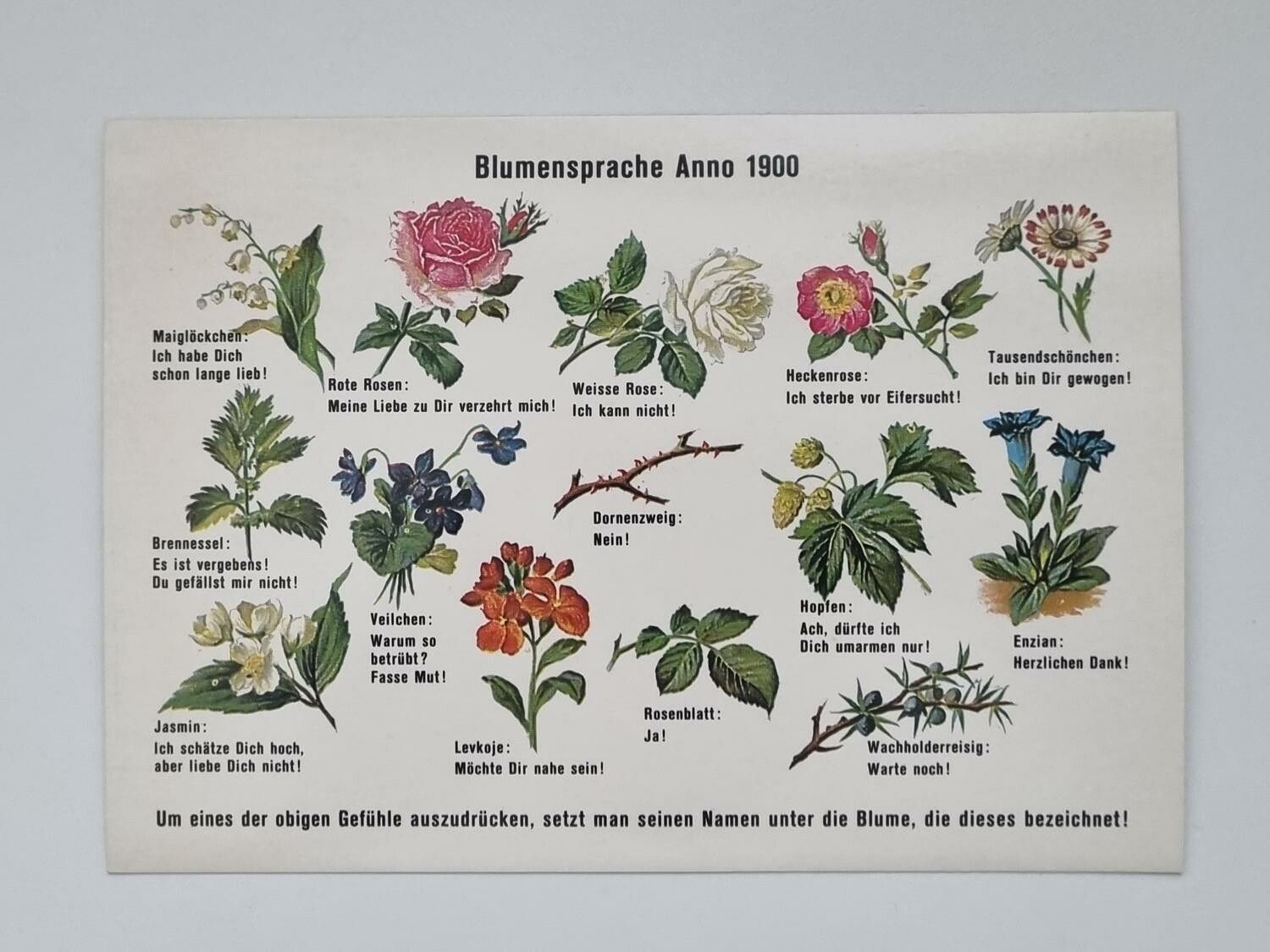 Vykort - Blumensprache Anno 1900