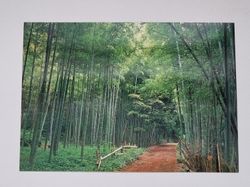 Vykort - Bamboo Grove at Sagano, Kyoto