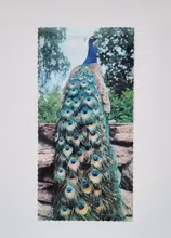 Stort vykort (20,7 x 10,2 cm) Påfågel, Skansen Stockholm