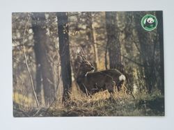 Vykort - Rådjur (Capreolus capreolus)