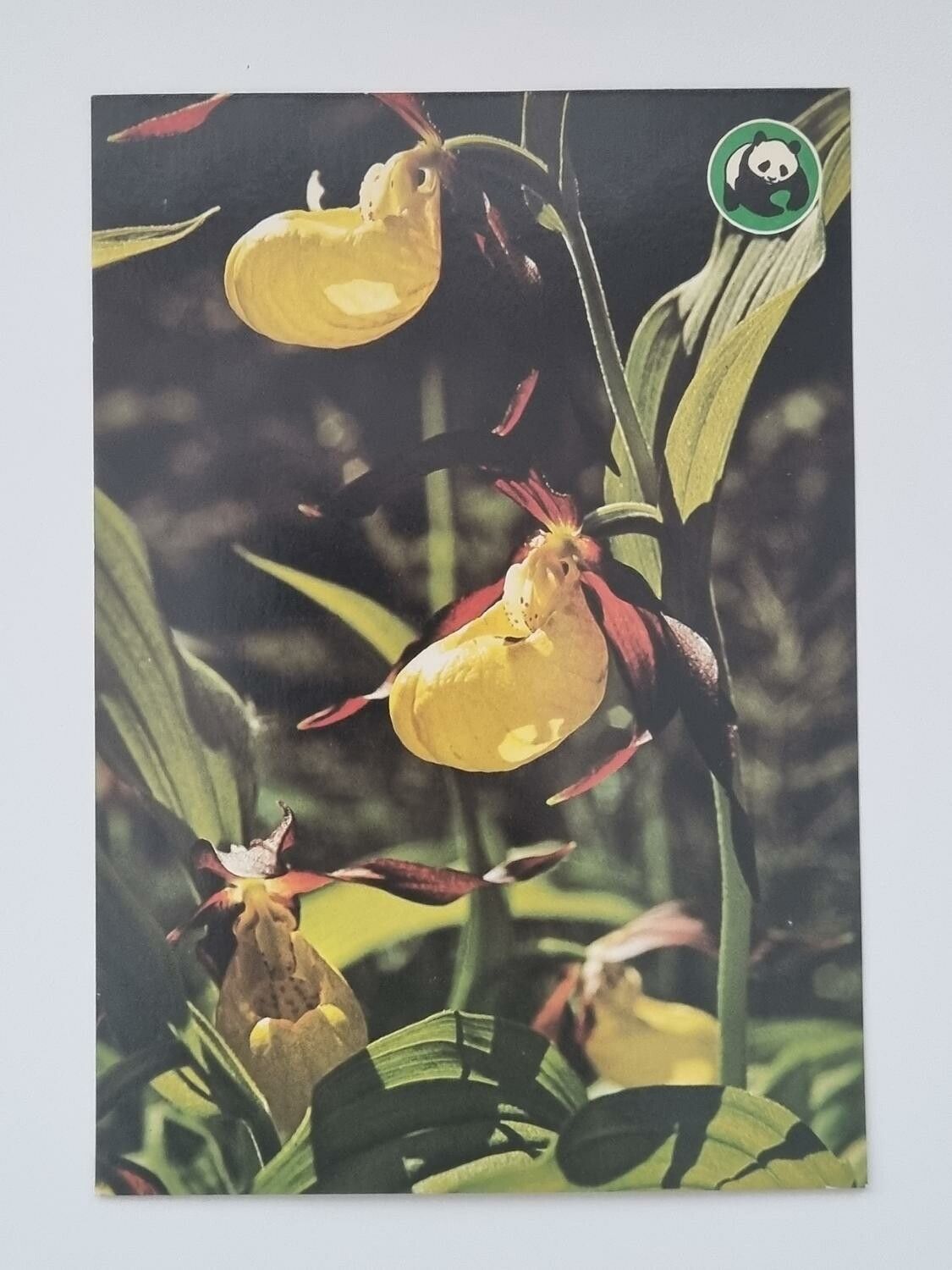 Vykort - Guckusko (Cypropendium calcaolus)