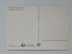 Vykort - Guckusko (Cypropendium calcaolus)