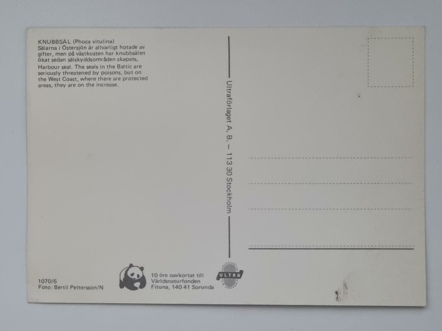 Vykort - Knubbsäl