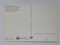 Vykort - Knubbsäl