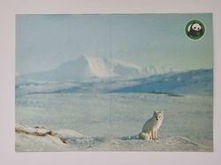 Vykort - Fjällräven (Alopex lagopus)