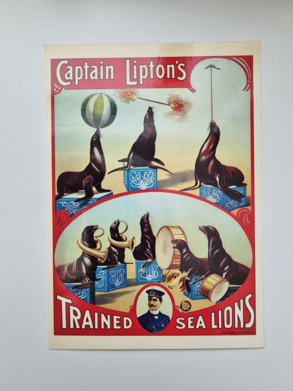 Vykort - Captain Lipton's Trained Sea Lions