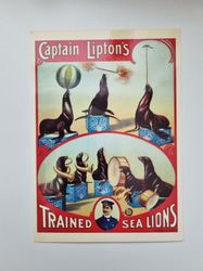 Vykort - Captain Lipton's Trained Sea Lions