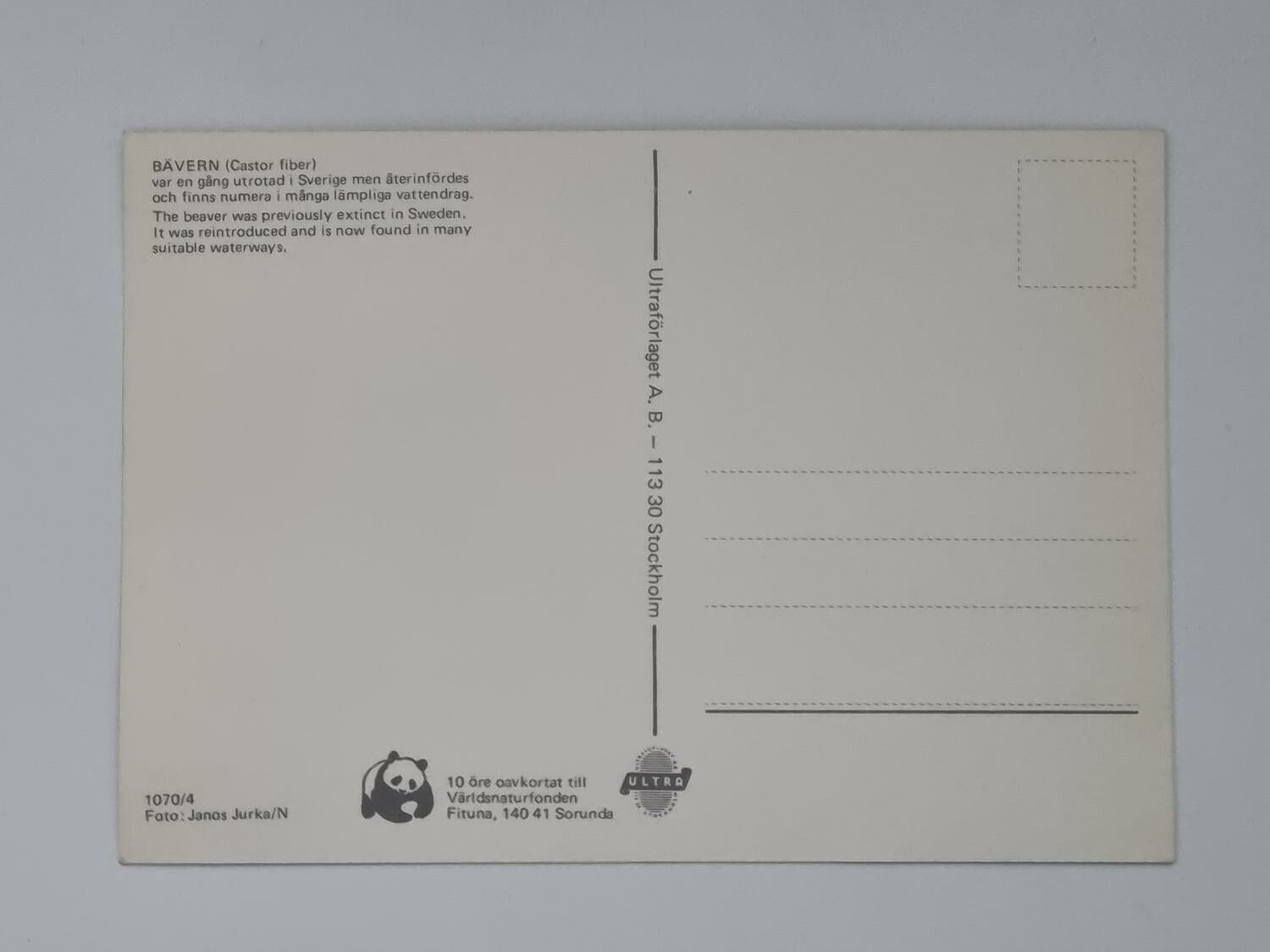 Vykort - Bäver (castor fiber)