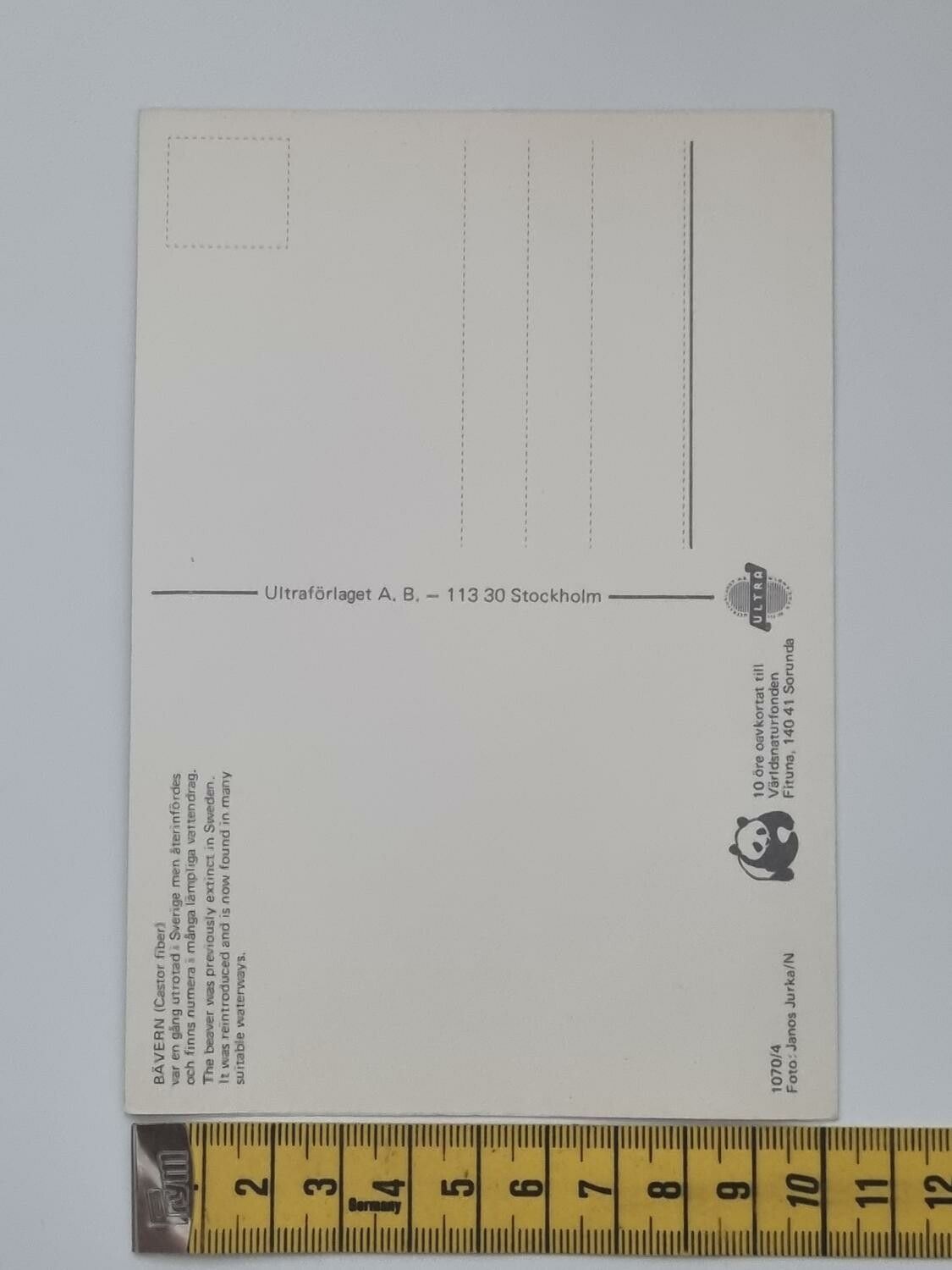 Vykort - Bäver (castor fiber)