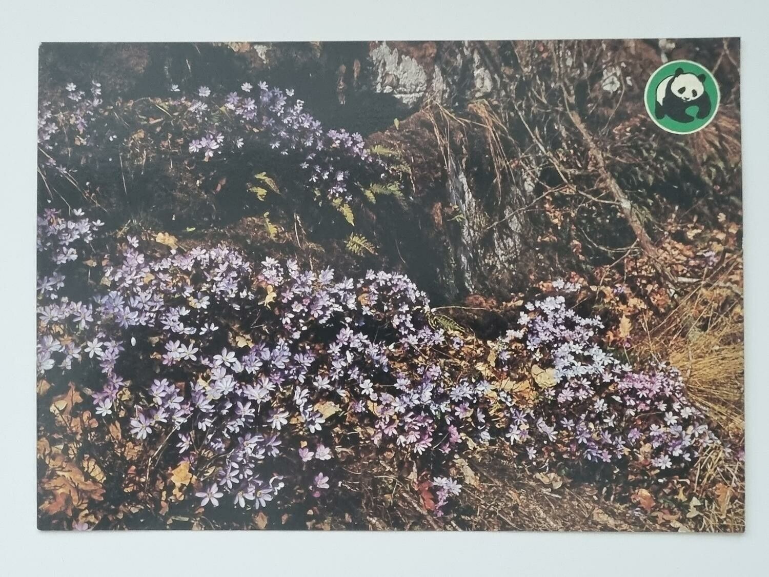 Vykort - Blåsippa (Anemone hepatica)