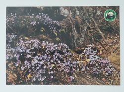 Vykort - Blåsippa (Anemone hepatica)