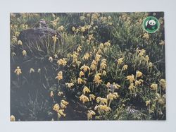 Vykort - Gullviva (Primula veris)