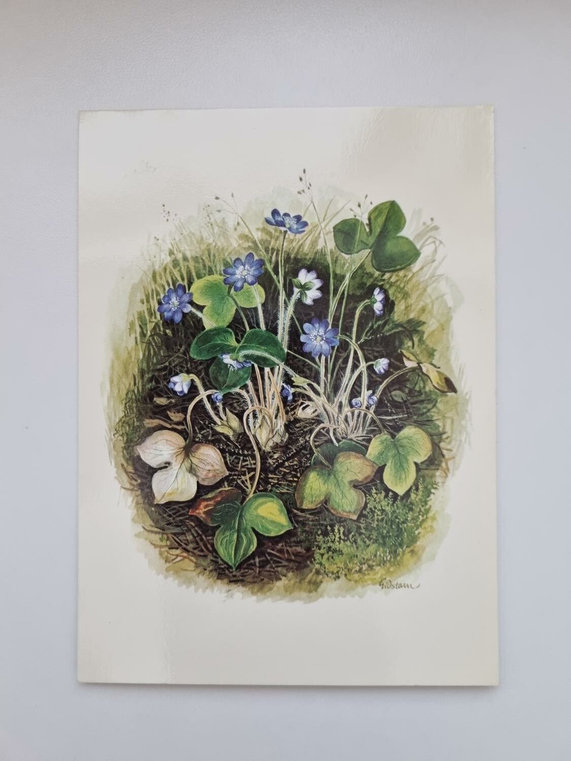 Vykort - Björn Gidstam, Blåsippor