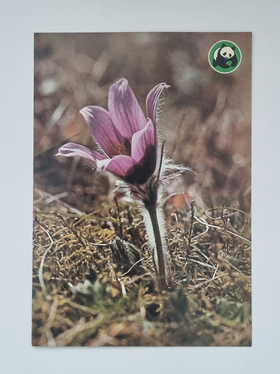 Vykort - Backsippa (Anemone pulsatilla)