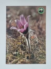 Vykort - Backsippa (Anemone pulsatilla)