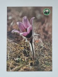 Vykort - Backsippa (Anemone pulsatilla)
