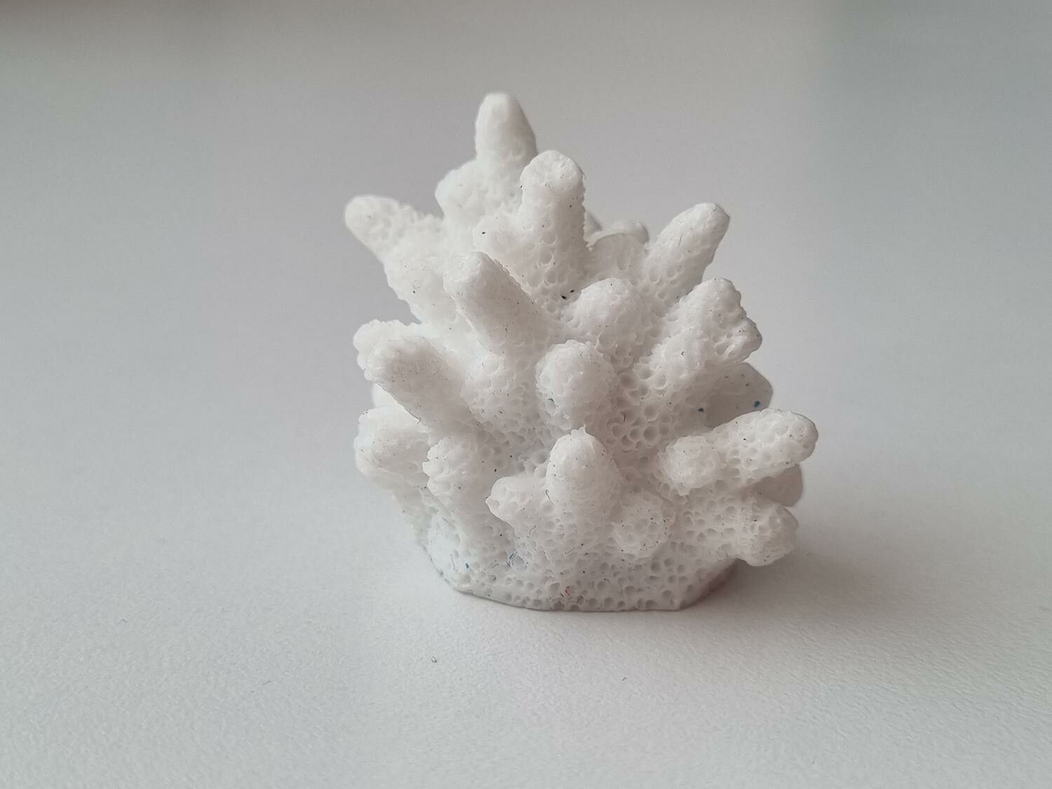 Miniatyr, vit liten korall / korallbit