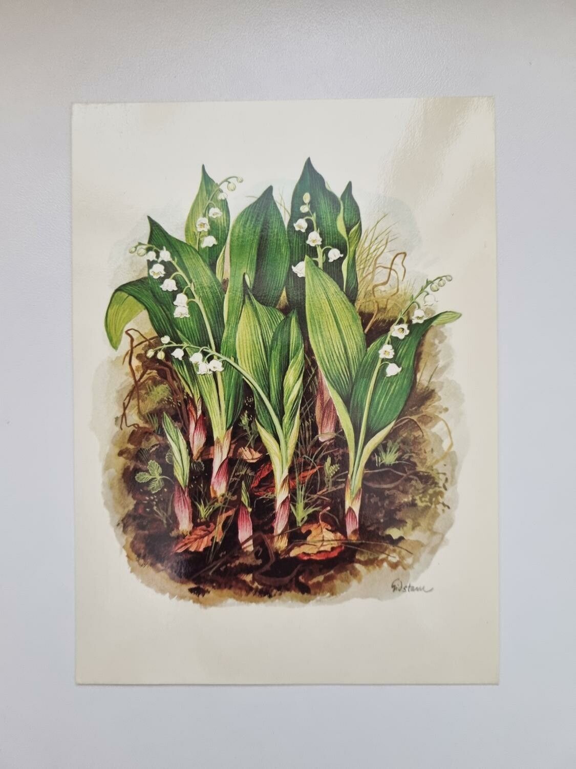 Vykort - Björn Gidstam, Liljekonvaljer