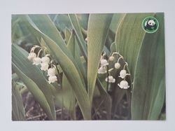 Vykort - Liljekonvalj (Convallaria majalis)