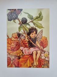 Vykort - Cicely Mary Barker, Björnbär